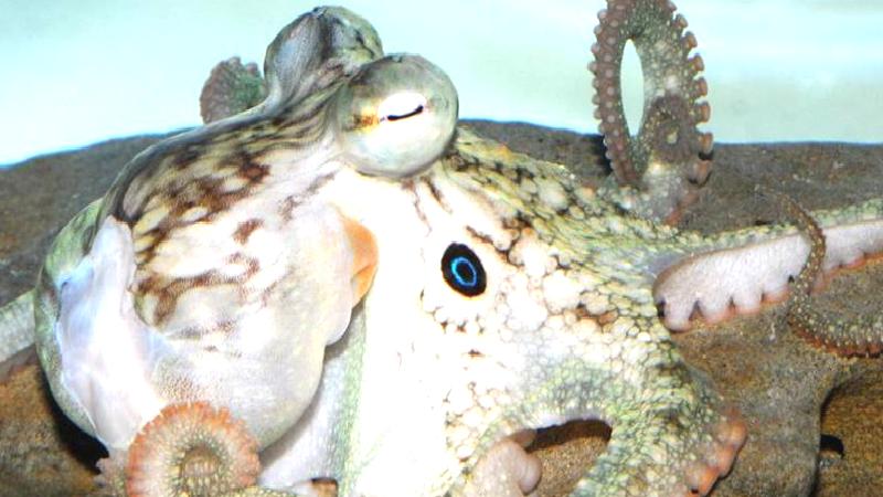 Ahtapotların uyum sağlamak için beyinlerini yeniden yapılandırdığı tespit edildi