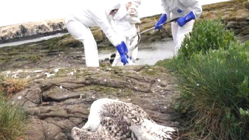 Bilim insanları vücutta kuş gribine karşı etkili bir savunma sistemi keşfetti