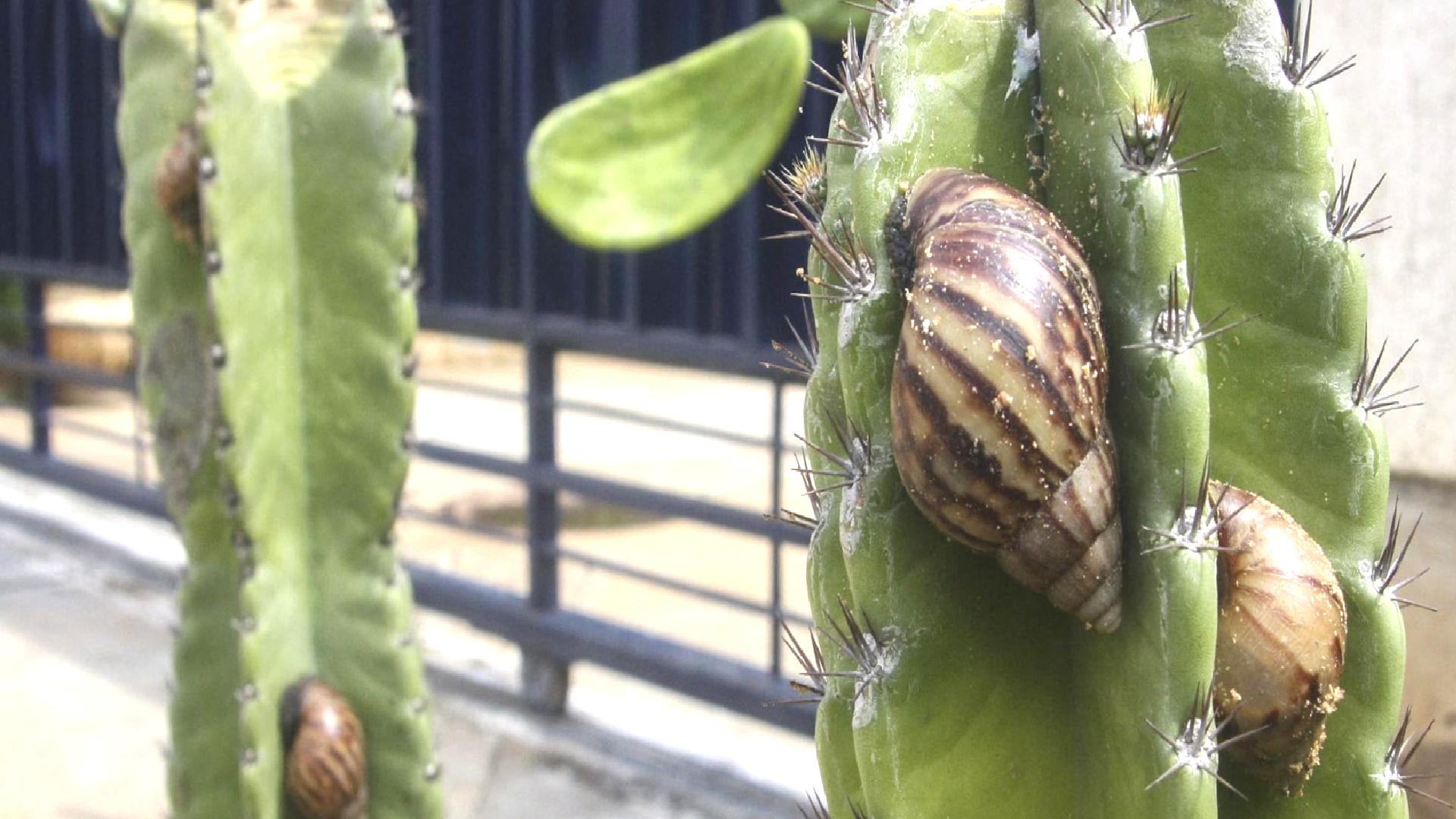 Florida’da dev Afrika salyangozu görüldü: Bazı bölgeler karantinaya alındı