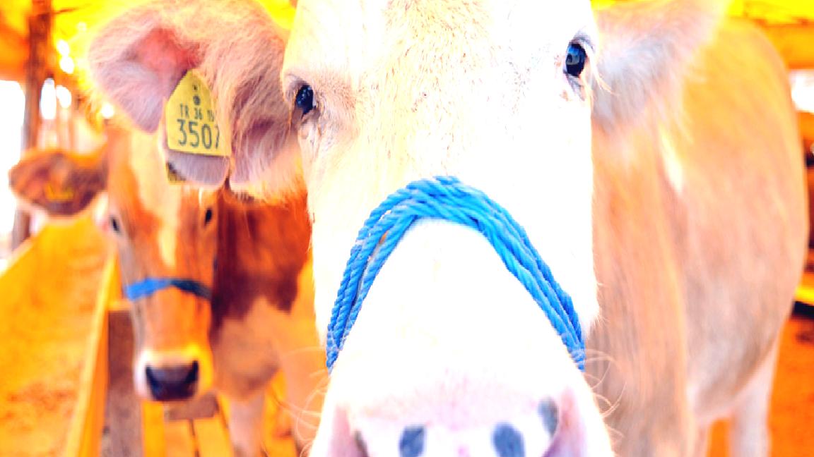 Türkiye Kasaplar Federasyonu Başkanı’ndan “kurban” uyarısı: Cezası 60 bin TL!