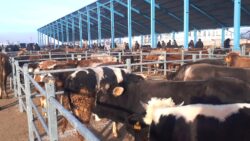 Hayvancılığın desteklenmesine ilişkin karar Resmi Gazete’de yayımlandı