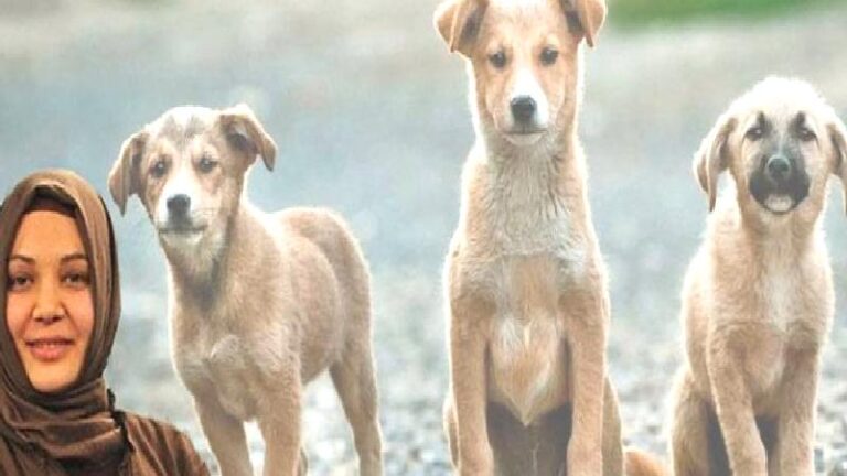 Hilal Kaplan’dan “sokak hayvanları” yasasına yorum: Her hayat değerlidir, ancak insan hayatı diğer canlılardan daha değerlidir