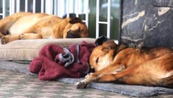 İmzaya açıldı: İşte AKP’nin “uyutma” adı altında sokak köpeklerinin öldürülmesinin önünü açan yasa teklifinin son hali