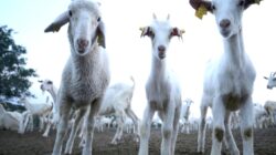 Yunanistan’da ‘koyun ve keçi vebası’ salgını başladı: Hayvanların ülke çapında hareketi yasaklandı