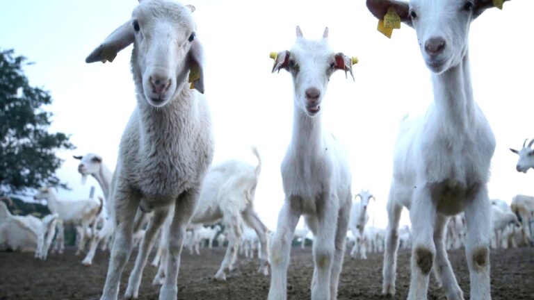 Yunanistan’da ‘koyun ve keçi vebası’ salgını başladı: Hayvanların ülke çapında hareketi yasaklandı
