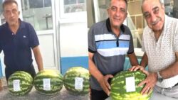 Denizli’de para etmeyen karpuz, düğün davetiyesi oldu; tam 6 ton dağıttı