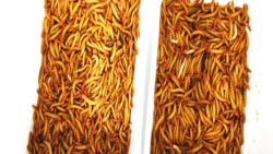 İnsanlık neden böcek yemeye zorlanıyor: Yeni bir ‘uyum testi’ mi?