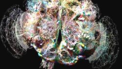 Meyve sineğinin beyni, insanlardaki düşünme sürecine ışık tutuyor