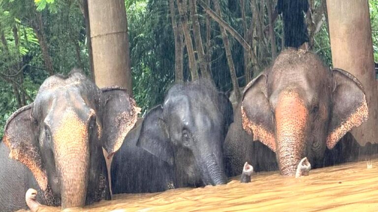Tayland’da selde mahsur kalan 100 fil kurtarıldı