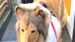 ‘Köpek benzeri yaşamak istiyorum’ diyen internet fenomeni 500 bin lira verip ‘köpek’ oldu: Şu Anda de hayvanat bahçesi açtı