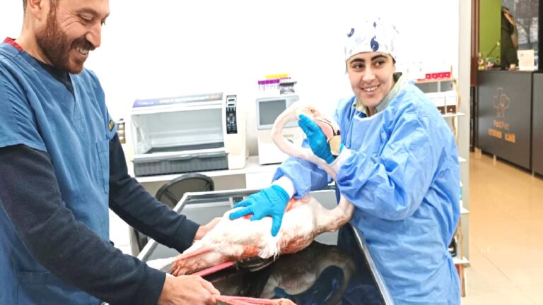 Bitlis’te yaralı halde bulunan flamingo tedavi altına alındı