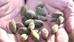 DEVA Partili Ösen’den Bakan Şimşek’e: Rezervi çarçur ettiniz, çiftçiye destek parası bırakmadınız