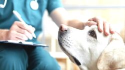 Kamuda çalışan veteriner hekimler, veteriner sağlık teknikerleri ve teknisyenleri: Emeği taksite bölmeye çalışan zihniyeti reddediyoruz