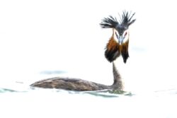 Karaya adım atmayan kuş: Bahri, gösterişli tüyleriyle dikkatleri üzerine çekiyor