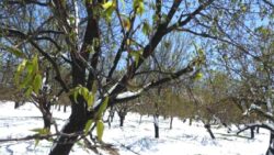 Zirai don felaketi Meclis gündeminde: CHP’den “afet bölgesi” ilanı talebi