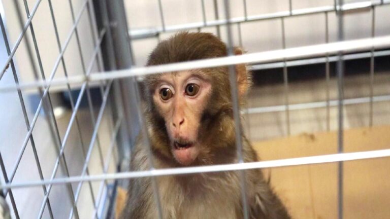 Kolombiya’da evli bir çiftin külotundan 6 maymun çıktı: Kaçakçı çift gözaltına alındı