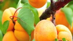 Ticaret Bakanlığı’ndan “Iğdır’da kayısı 1 TL, istanbul’da 120 TL’ye satılıyor” paylaşımları üzerine inceleme