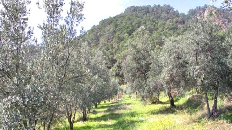 ‘Zeytinlik’ teklifi için Muğla’dan Ankara’ya transfer iddiası: “Milas Kaymakamı muhtarlara baskı yaptı, şirket muhtarları Ankara’ya taşıdı”