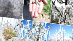 Zirai don 7 milyon ton ürünü vurdu; etkisi gelecek yılı da saracak