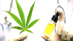 Tıbbî kenevir teklifi yasalaştı: Hangi ürünlerde kullanılacak, nerelerde satılacak?