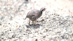 90 kınalı keklik doğaya salındı