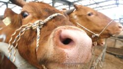 Bolu’da “deli dana” iddiası; laboratuvar sonucunun pozitif olduğu bildirildi