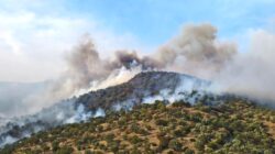 Aydın Bozdoğan’da ziraat alanında yangın: Havadan ve karadan müdahale sürüyor
