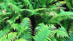 Nadir toprak elementi kristallerinin ilk kez bir bitkide oluştuğu tespit edildi