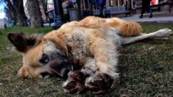 AYM, “sokak köpeklerine ötanazi” uygulamasının iptalini reddetti: Acısız ölüm; istisnai olarak uygulanıyor