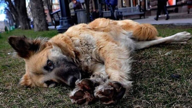 AYM, “sokak köpeklerine ötanazi” uygulamasının iptalini reddetti: Acısız ölüm; istisnai olarak uygulanıyor