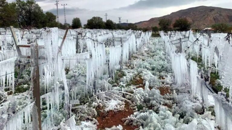 İzmir AKOM’dan zirai don uyarısı: Gece sıcaklıklar eksi beş dereceye kadar düşecek