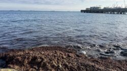 Tekirdağ sahilinde kırmızı yosun alarmı: Lodos kıyıyı kapladı