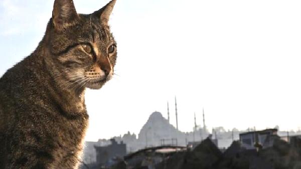 17 Şubat Dünya Kediler Günü: Türkiye’nin ünlü kedileri