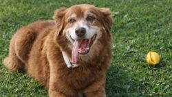 Sahibinin mezarı başından 10 yıl ayrılmayan köpek, yeni hayvan yasasına ilham oldu