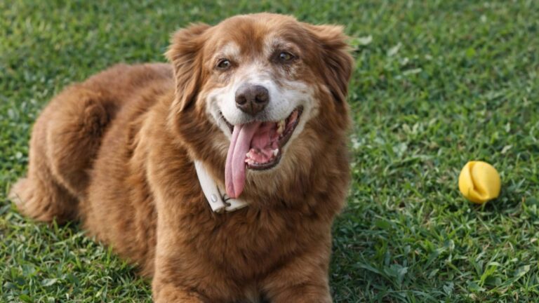 Sahibinin mezarı başından 10 yıl ayrılmayan köpek, yeni hayvan yasasına ilham oldu