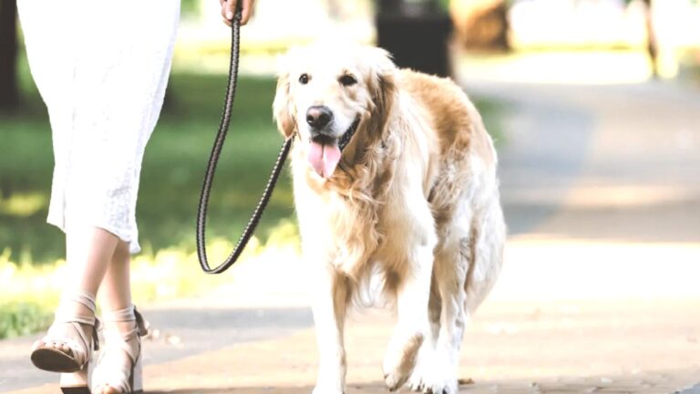 Araştırma: Köpek sahipleri her gün 20 dakika daha uzun yürüyor; yılda 1 milyon ekstra adım atıyor