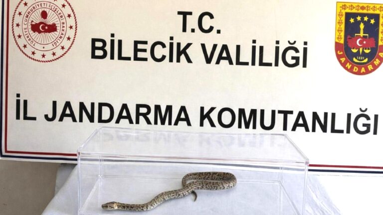 Bilecik’te yasa dışı hayvan ticareti: Nesli tehlikedeki piton ele geçirildi