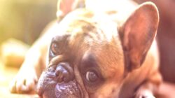 Dubai’den ayrılan yabancılar evcil hayvanlarını terk ediyor