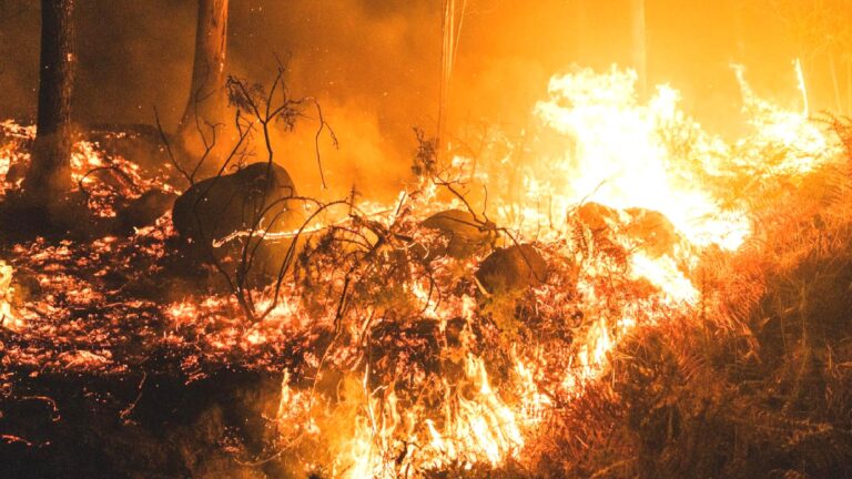 Günlerdir sürüyor: Japonya’daki yangında bin hektar kül oldu