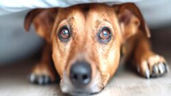 Araştırma: Köpeklerin yüzde 84’ü anksiyete belirtileri gösteriyor
