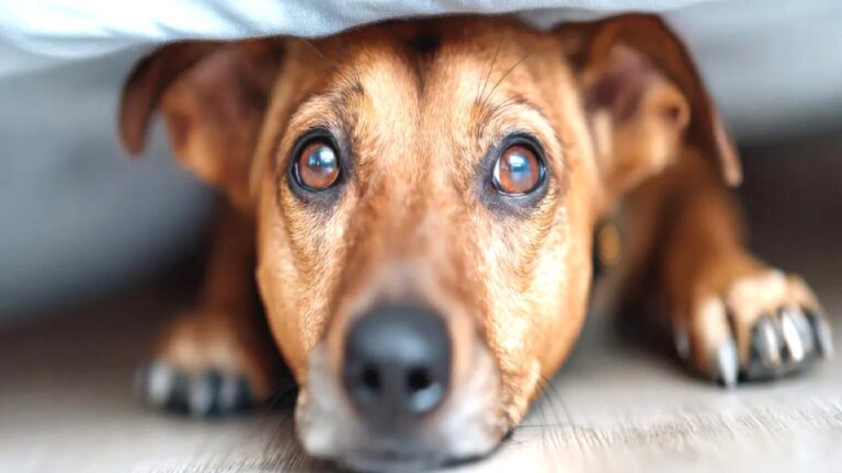Araştırma: Köpeklerin yüzde 84’ü anksiyete belirtileri gösteriyor