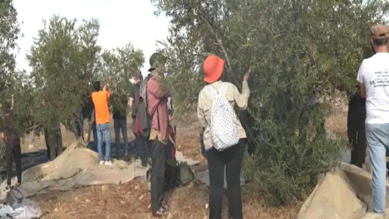 İsrail’den Batı Şeria’da ilhak adımları: 12 bin ağaç kesildi