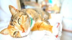 İzmir’de 33 kedi ölü bulunmuştu: Serbest bırakılan veteriner gözaltına alındı