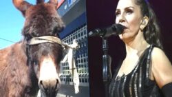 Sosyal medyada viral olan başıboş eşeği Sertap Erener sahiplendi!