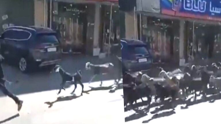 Barış örgütü: Batı Şeria’da Filistin köylerinden keçiler çalındı