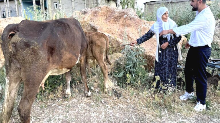 Hakkari’de ineği telef olmuştu: Ayni teyzeye 2 inek ve 2 buzağı verildi