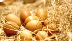 İngiltere’de yumurta alarmı: Salmonella salgınında 1 kişi öldü, 207 kişi hastalandı