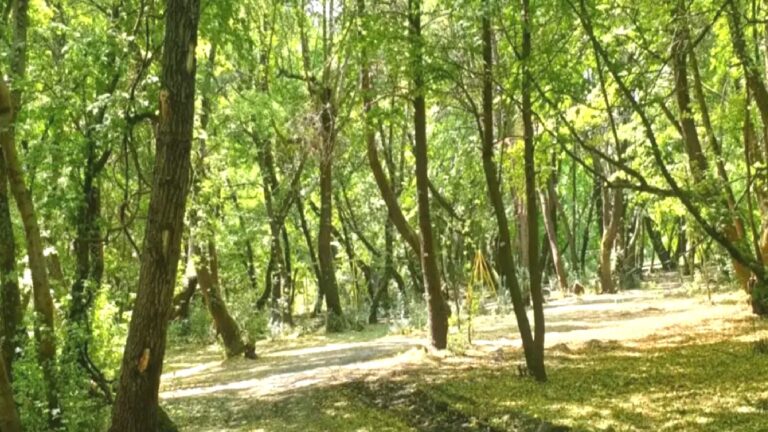 İstanbul’daki bazı koru ve ormanlar kuvvetli rüzgar nedeniyle ziyarete kapatıldı